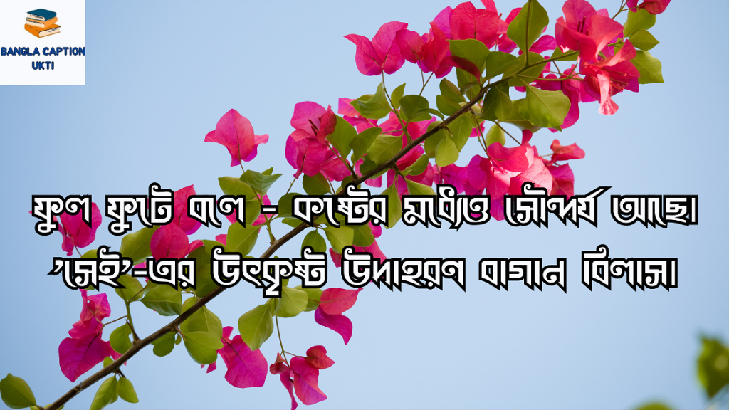 বাগান বিলাস ফুল নিয়ে 