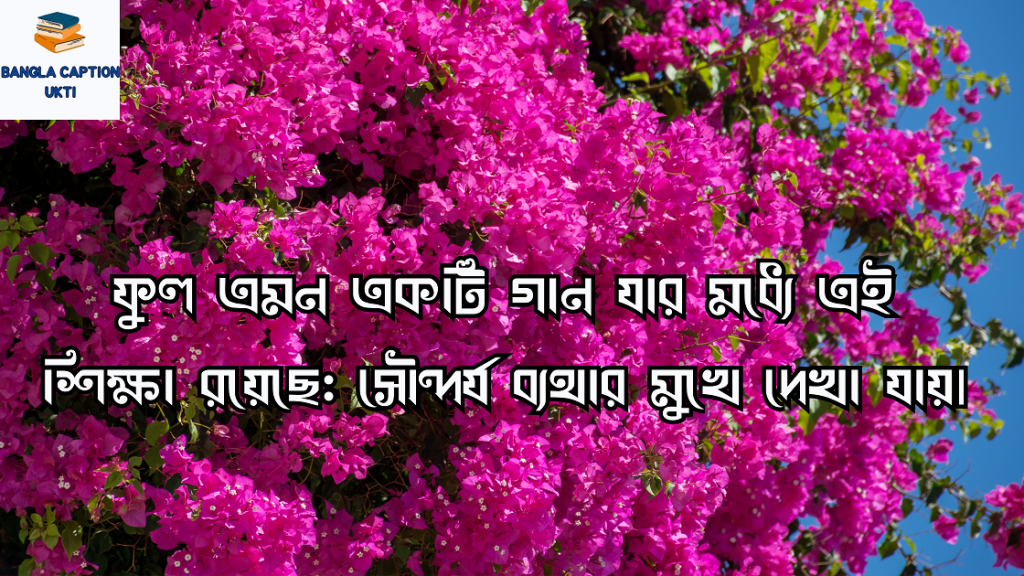 বাগান বিলাস ফুল নিয়ে 