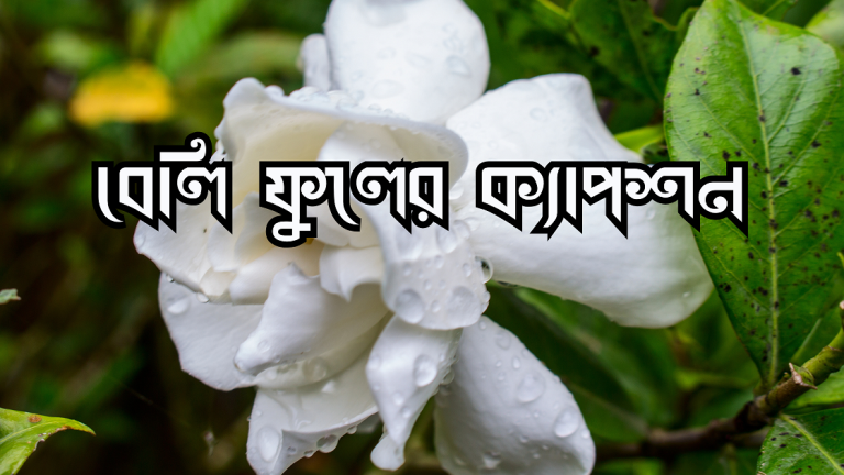 বেলি ফুলের ক্যাপশন