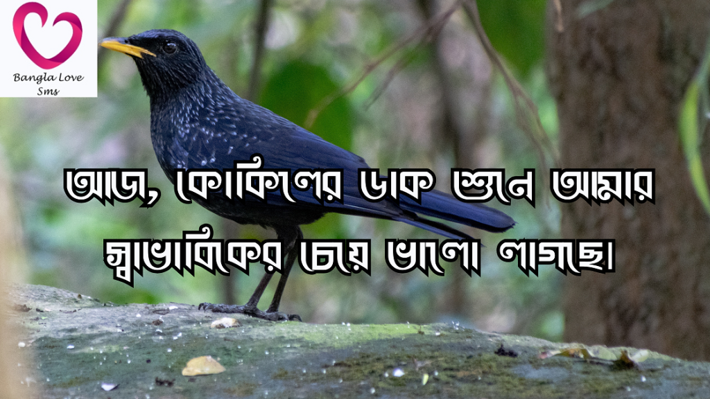 কোকিল নিয়ে ক্যাপশন