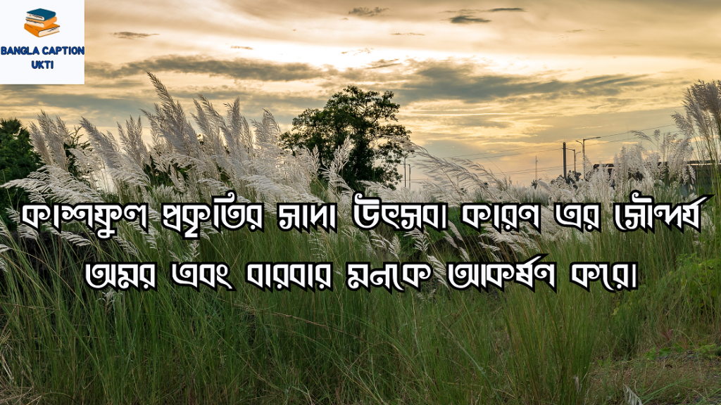 কাশফুল নিয়ে ক্যাপশন
