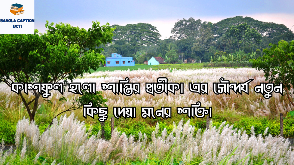 কাশফুল নিয়ে ক্যাপশন
