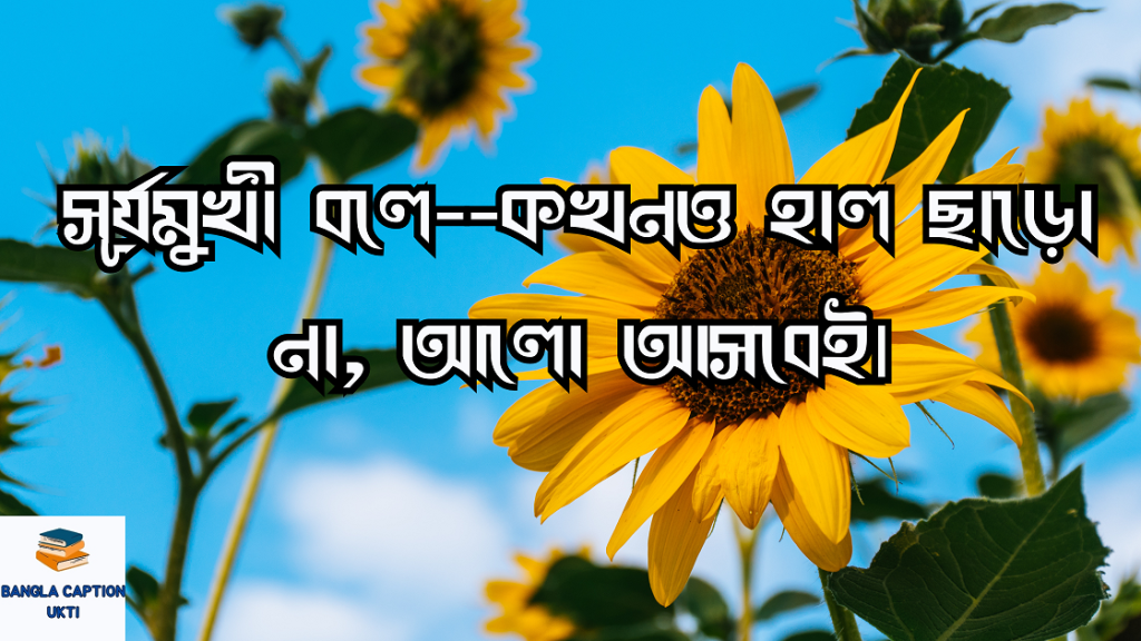 সূর্যমুখী ফুল নিয়ে ক্যাপশন