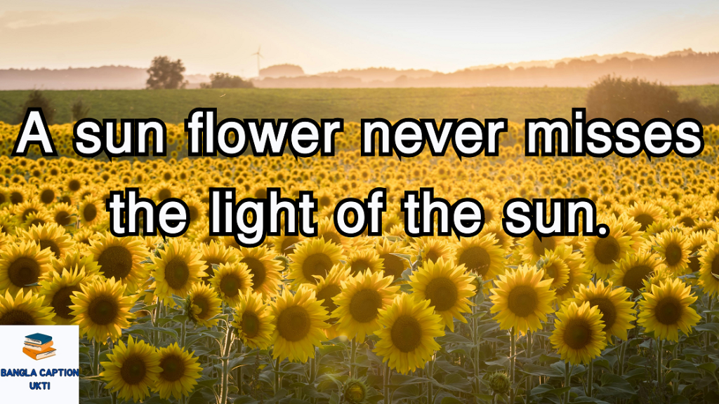 সূর্যমুখী ফুল নিয়ে ক্যাপশন